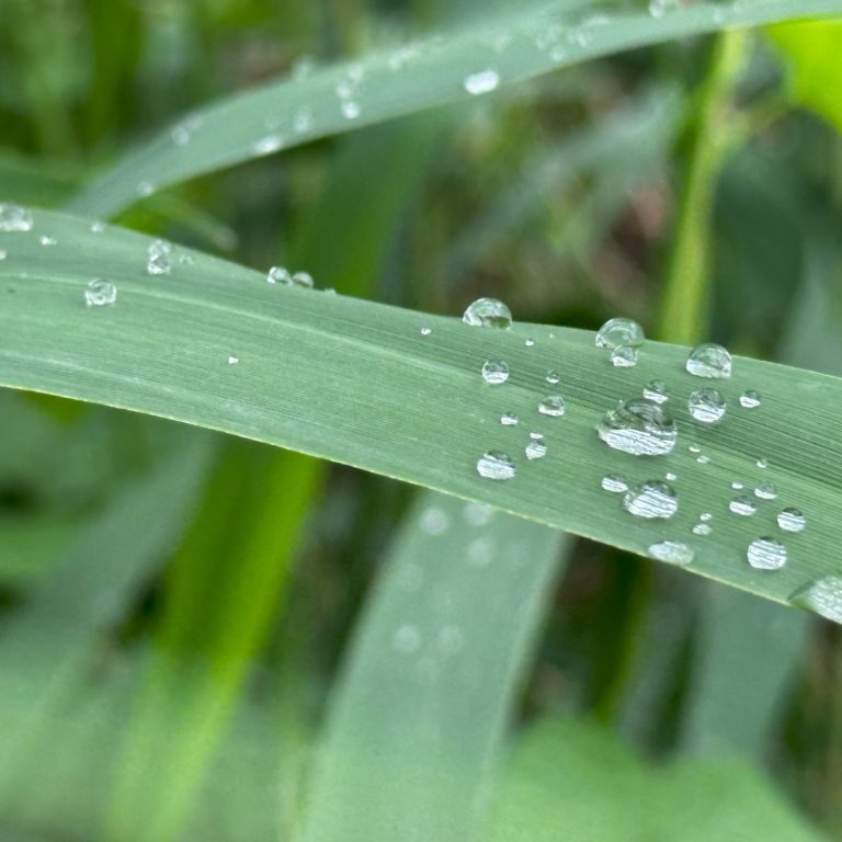 Honorar für Fokussieren auf Wassertropfen in Berlin Schöneberg nähe Innsbrucker Platz