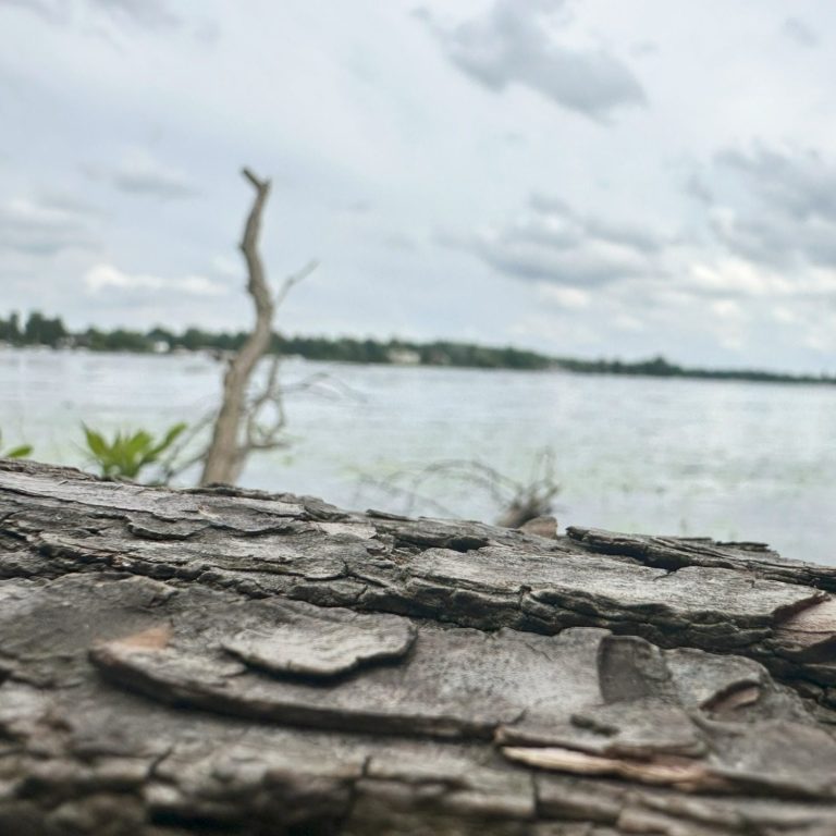 Stark wie ein Baum am See durch Traumatherapie in Berlin Schöneberg nähe Innsbrucker Platz werden.